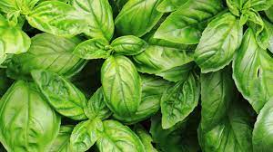 Basil Shortage