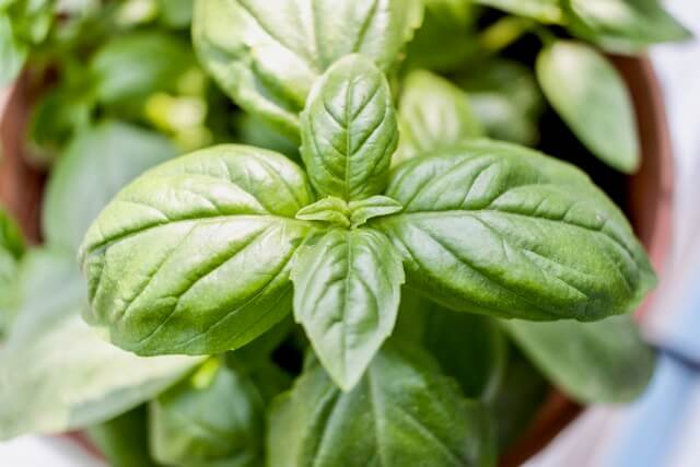 Basil Shortage