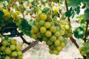 Green Grape Shortage