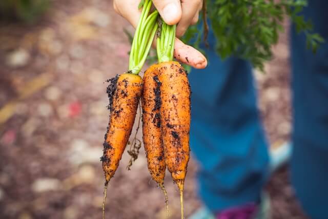 Carrot Shortage