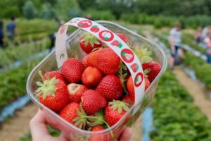 Strawberry Shortage