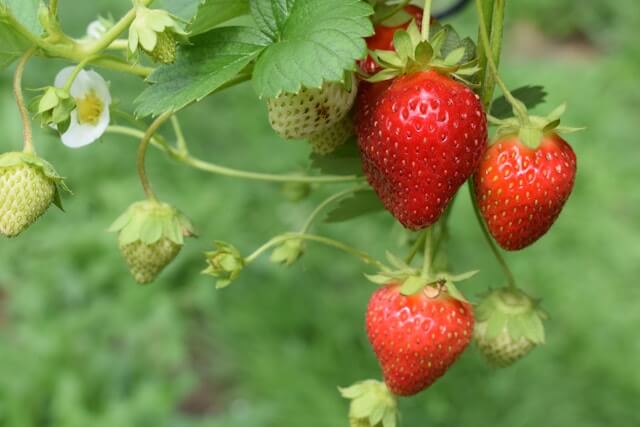 Strawberry Shortage